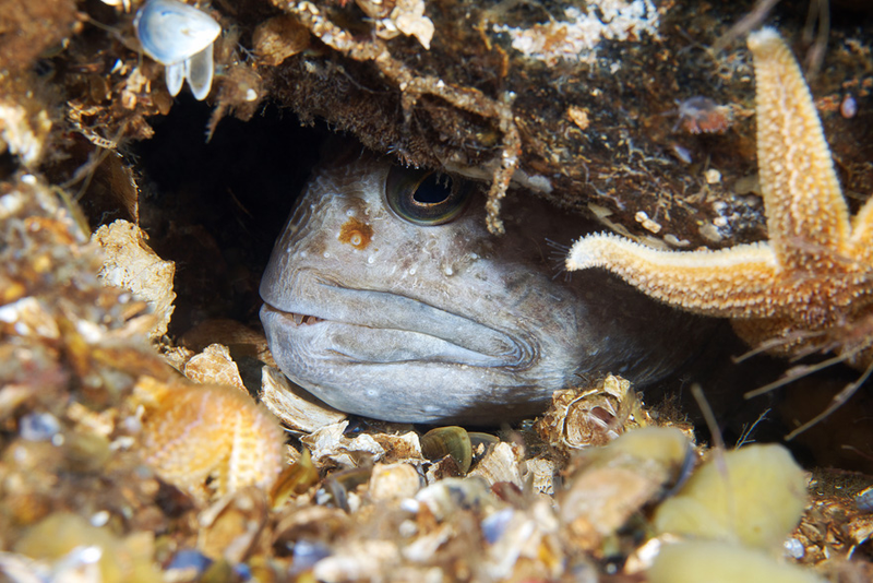 Illustration for article titled Perhaps the Most Beautiful Undersea Photography We've Ever Seen